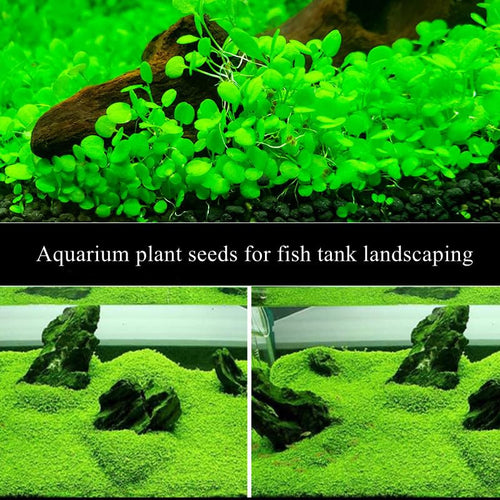 2 Pack Aquarium Plants for Fish Tank, Easy Growing, Real Carpet Decor for Fish Tank/Terrarium