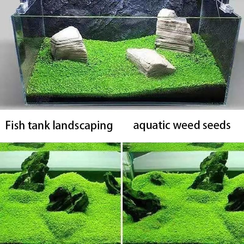 5 Aquarium Plants S.e.e.d Set, not Artifical, Fish Tank Decor Replacement for Resin or Plastic Grass