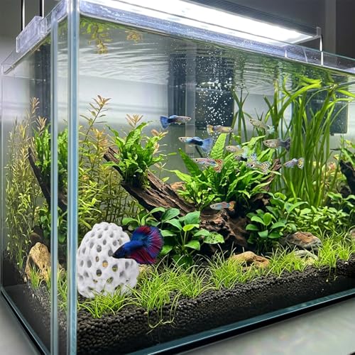 Chedin Plastic Shrimp Dome Hide with Suction Cup - Ideal Aquarium Ornament for Shrimp, Guppy & Betta Fish Hiding and Resting, White