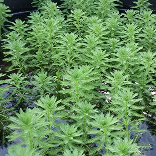 Chalily Parrot’s Feather, a Great Live Pond Plant for Your Water Garden. Filters The koi and Goldfish Pond. Good for Bogs, Plant Shelf or Shallow Water This marginal Aquatic is a Real Beauty - color: Parrot's Feather
