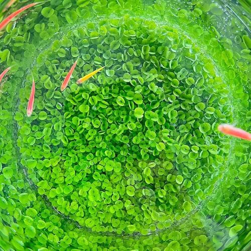 5 Pack Aquarium Plant S.e.e.d Set, not Artificial plasticl Plant. Real Grass Tank Decor Replacement for Resin or Plastic Grass N0：9527-16