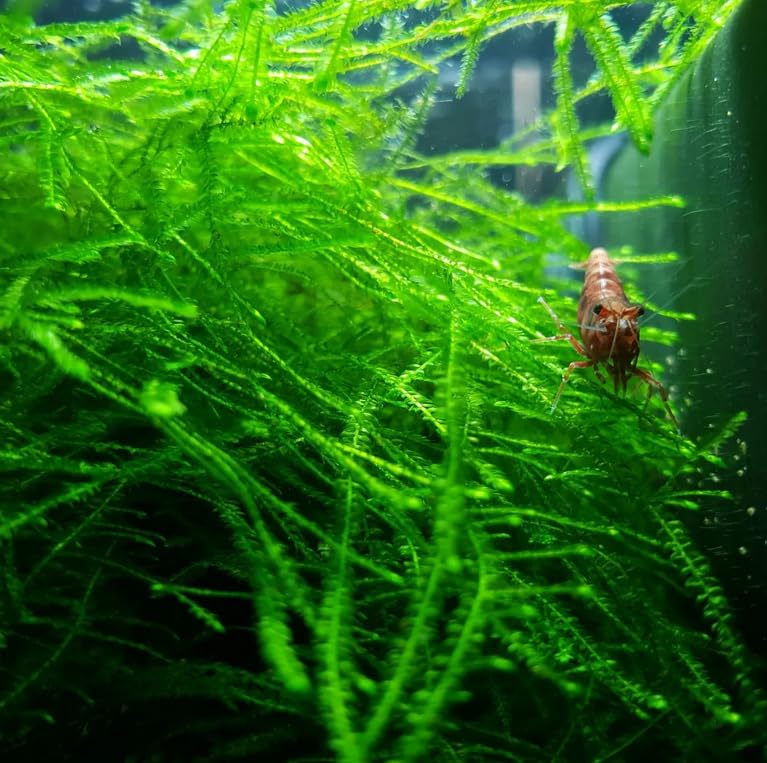 Java Moss Freshwater Live Aquarium Plants on Coconut Shell Driftwood Bridge Perfect for Fish Tank Decoration