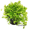 Micranthemum Monte Carlo Potted Live Aquarium Plants for Freshwater Carpet Foreground Fish Tank