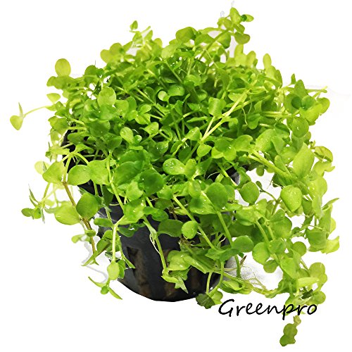 Micranthemum Monte Carlo Potted Live Aquarium Plants for Freshwater Carpet Foreground Fish Tank
