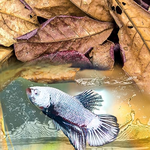 Sukh 30 Indian Almond Leaves for Betta - Large Catappa Aquariums Almond Water Conditioner Aquarium Shrimp Tank Betta Tank Decorations Leaf Hammock Fish Tank Accessories