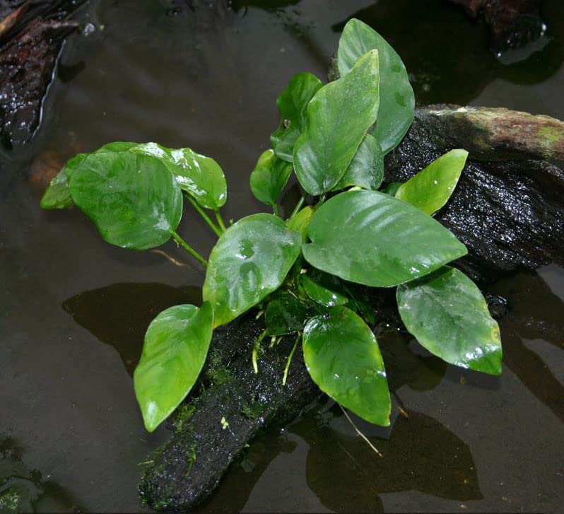 Anubias Barteri - Low Light and Easy Aquatic Plant