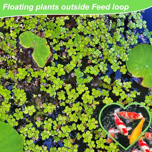 PEUTIER 5pcs Aquarium Floating Plant Rings, Foam Betta Fish Feeding Rings Heart Shaped Fish Tank Feeder Plant Fence Corral Keep Floating Plants in Place & Out of Filters Decor (Green)