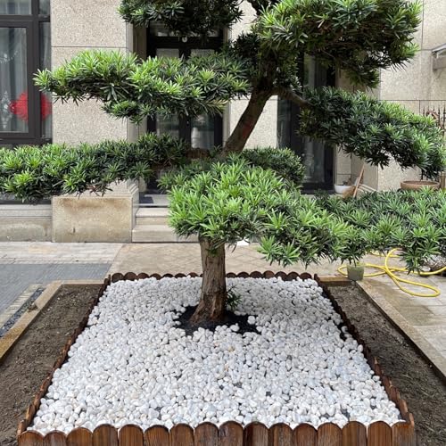FANTIAN 10 lbs White Gravel for Aquarium, 2-3 Inch Large Pebbles for Planters, Decorative River Rocks for Plants Indoor, Landscaping, Vases, Fish Tank, Crafting and Garden - color: White, size: 10 lbs, 2-3 Inch