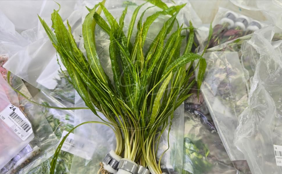 Swimming Creatures™ Live Aquarium Plants (10 Species Bundle) - color: 10 SPECIES BUNDLE
