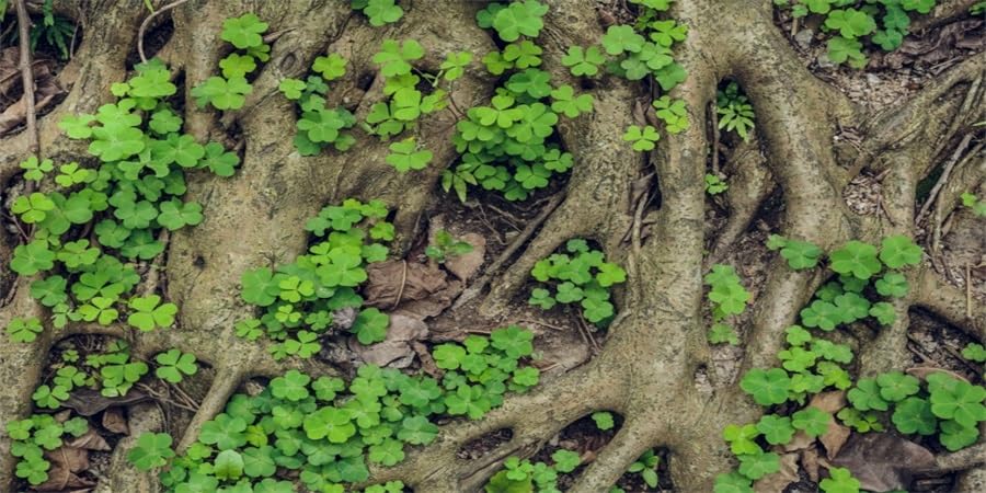YongFoto Reptile Tank Terrarium Background 36x18 inch Vintage Old Tree Roots Green Grass Moss Bark Reptile Habitat Background Bearded Dragon Fish Tank Aquarium Polyester Backdrop - color: Green, size: 36x18in/90x45cm
