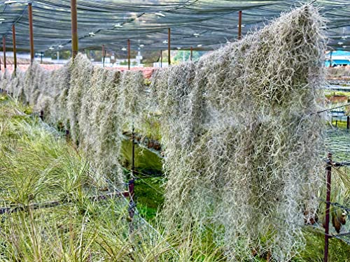 ragnaroc Tillandsia Usneoides ‘Thick-Colombian Spanish Moss’ - ragnaroc Indoor Tropical Plant 16” / 3 oz - Live Arrival Guaranteed - Live Air Plant & House Plants for Home Decor & Gift - size: 3 Oz