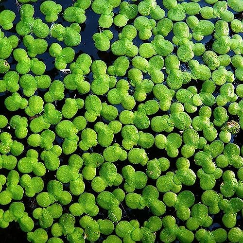 1000+ Live Duckweed – Vibrant Green Floating Plants for Aquariums, Ponds, aquaponics! Great Food for KOI, Goldfish, Turtles, Cichlids! Improves Water Quality! Buy 2 G E T1FREE!