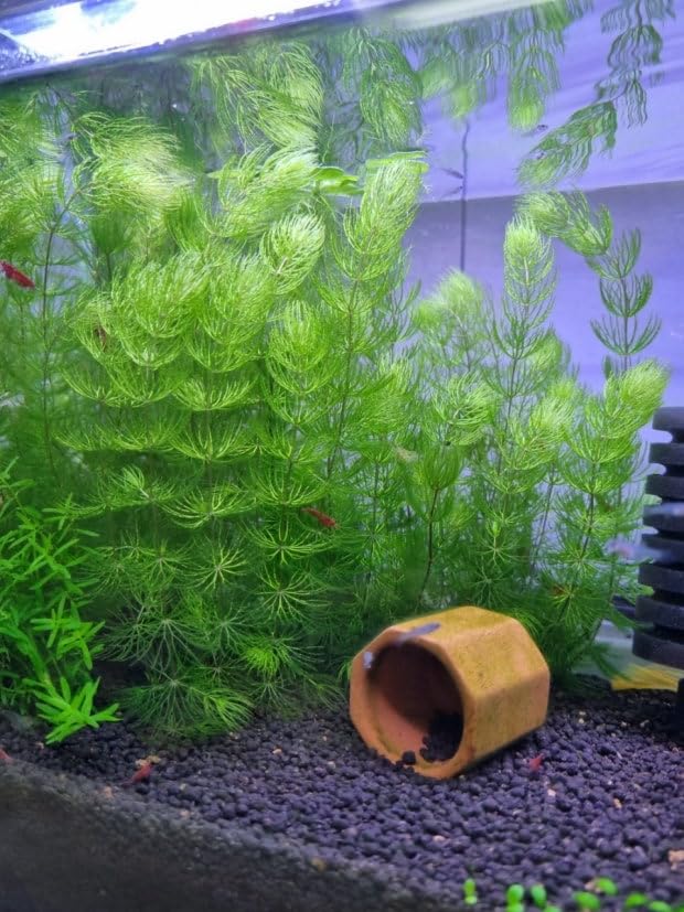 Swimming Creatures™ Live Aquarium Plants (1 X-Large Bunch Hornwort) - color: 1 X-Large Bunch Hornwort