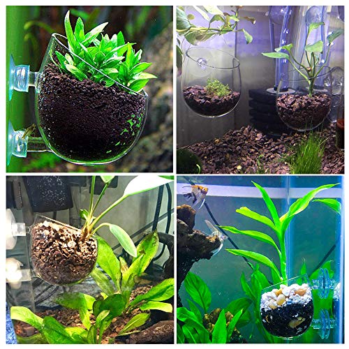 capetsma 2X Crystal Glass Aquatic Plant Pot, Planter, Red Shrimp Live Plants Fish Tank Holder with 4X Suction Cups for Aquarium Aquascape Decoration… - size: 2 Count (Pack of 1)