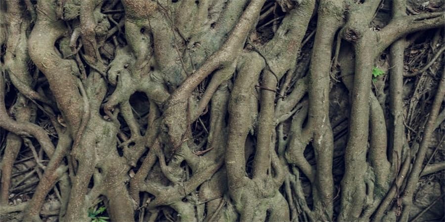 YongFoto Reptile Terrarium Background 30x18 inch Reptile Tank Background Vintage Old Tree Roots Green Grass Moss Bark Reptile Habitat Background Bearded Dragon Fish Tank Aquarium Background Backdrop - color: Grey, size: 30x18in/75x45cm