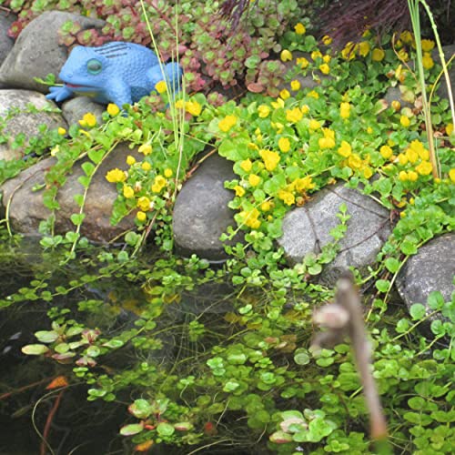 Chalily Creeping Jenny 'Green', a Great Live Pond Plant for Your Water Garden. Filters The koi and Goldfish Pond. Good for Bogs, Plant Shelf or Shallow Water This marginal Aquatic is a Real Beauty - color: Creeping Jenny 'green'