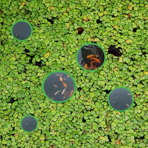 Jeffdad 5pcs Aquarium Floating Plant Rings, Foam Floaters Plant Corral Fish Feeding Ring Aquarium Feeding Ring, for Intercepts Floating Plants(Green)