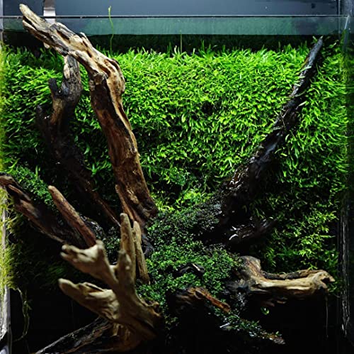 SubstrateSource Christmas Moss Live Aquarium Plant - Freshwater Fish Tank Decorations for Natural Aquatic Décor (Large Cup) - color: Christmas - Large Cup, size: 1 Pack