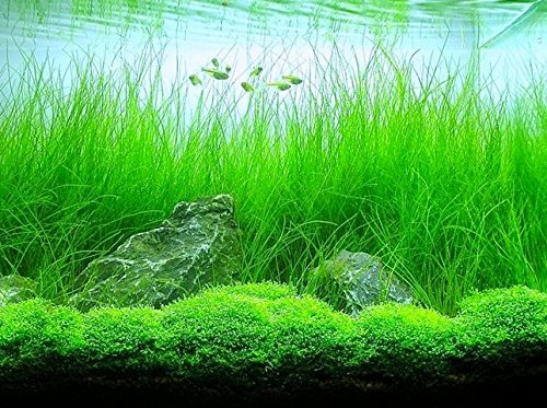 Potted Live Aquarium Plants | Freshwater Aquatic Plants for Aquariums (Giant Grass)