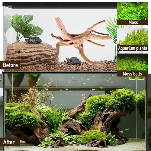 Kaiyuan Dynasty 3Pcs 8-10" Natural Aquarium Spiderwood for Reptile Terrariums Spider Wood Branch for Aquatic Plants Fish Tank Decorations - size: Spiderwood 8 to 10 Inch(Pack of 3)