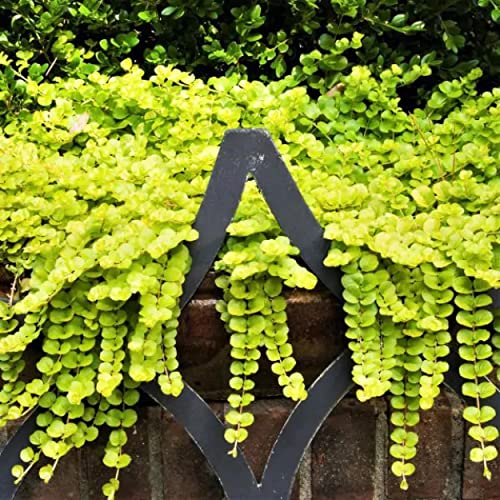 Chalily Creeping Jenny 'Golden', a Great Live Pond Plant for Your Water Garden. Filters koi and Goldfish Ponds. Good for Bogs, Plant Shelf or Shallow Water This marginal Aquatic is a Real Beauty - color: Creeping Jenny 'Golden'