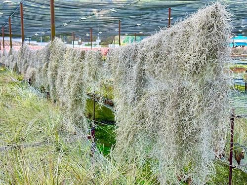 ragnaroc Tillandsia Usneoides ‘Thick-Colombian Spanish Moss’ - ragnaroc Indoor Tropical Plant 16” / 9 oz - Live Arrival Guaranteed - Live Air Plant & House Plants for Home Decor & Gift - size: 9 Oz