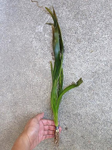 Jungle Vallisneria Rooted Plants 15-20 inches Tall - Easy Background Aquarium Plants