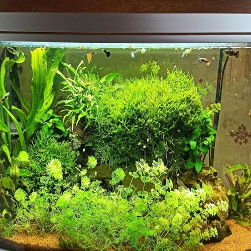 Java Moss Freshwater Live Aquarium Plants on Driftwood Perfect Natural Decor Fish Tank Decoration