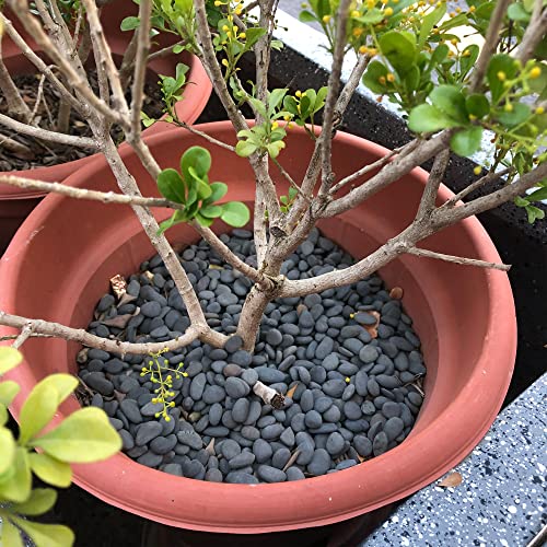 2.4LB River Rocks Mexican Beach Pebbles for Garden Landscape Stone Paving Stone Grey (1Inch) - size: 2.4LB, style: Medium