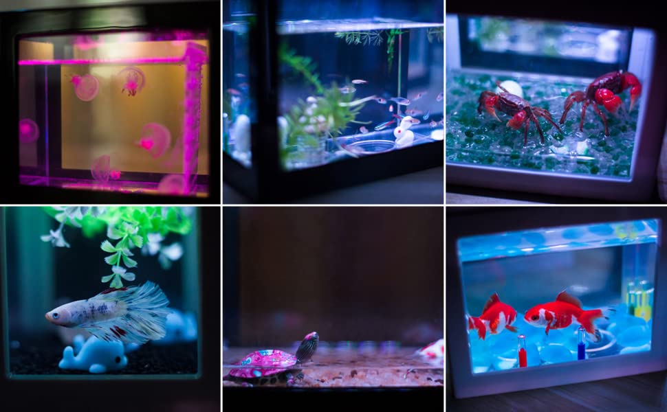 Desktop Mini Fish Box, Aquarium Fish Decorative Mini Aquarium USB LED Light Lamp Fish Desktop Lamp Fish for Box Office Tea Table Decor(Red)