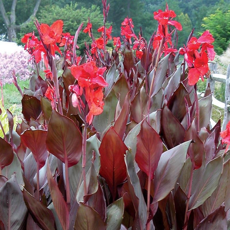 Canna 'Compact Australia', a Great Live Pond Plant for Your Water Garden. Filters The koi and Goldfish Pond. Good for Bogs, Plant Shelf or Shallow Water This marginal Aquatic is a Real Beauty - color: Canna 'Compact Australia'