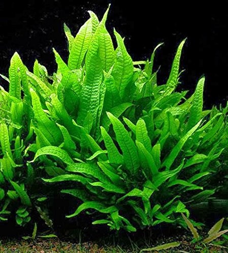 Potted Microsorum Plants - Java Fern | Live Freshwater Aquatic Plants for Aquariums and Terrariums - Low Light, Low Maintenance Plants. (Potted Microsorum Broad) - color: Potted Microsorum Broad
