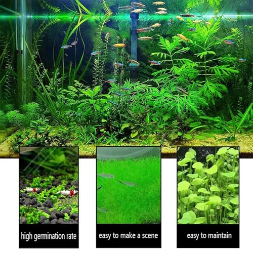4 Aquarium Plants S.e.e.d Set, not Artifical, Fish Tank Decor Replacement for Resin or Plastic Grass