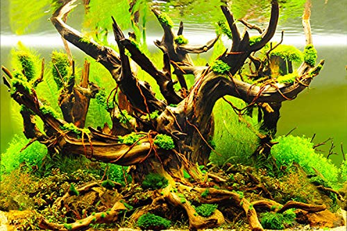 ELEBOX New 23" x 71" Fish Tank Background Paper Wallpaper 2 Sided Colorful Seaweed Water Plants Aquarium Poster Decorations - color: Water Plants, size: H:23.4"x L:71.7"
