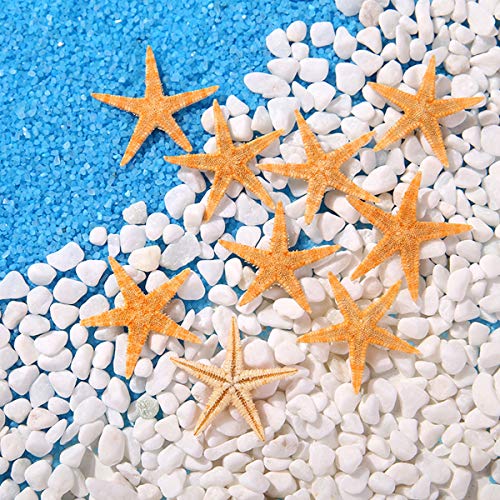 12 Extra Large Size Starfish - Tan Flat Sea Stars (3.3" - 4.3" / 85-110 mm), Beach Crafts, Wedding Invitations