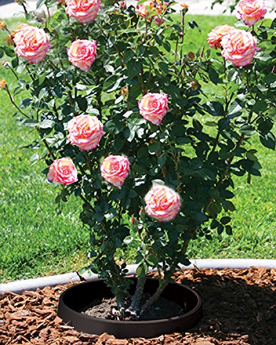 6-Pack 20-inch Rose & Shrub Planting Rings – Deep Watering Basin & Edging. - size: 20" - 6 pack