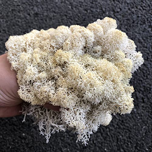 Preserved Reindeer Moss Natural Green DIY Kit Gardenning Art Wall Decor Florist Decor Easter Table Decor Wedding - color: White-01, size: 0.85 lb