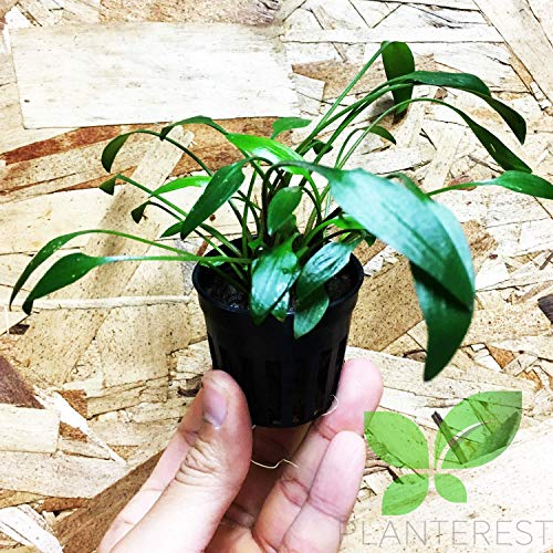 Cryptocoryne Lutea Potted Tropical Easy Live Aquarium Plants Decorations for Fish Tank BUY2GET1FREE Underwater Gardening Green Aquascape