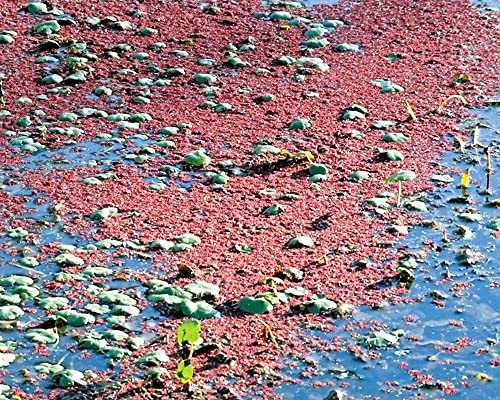 20 Small RED Floating Plants Instantly Beautify Surface of Aquarium or Pond (complementing Moss Java Fern Anubias) Great for Betta Guppy Cherry Shrimp! BUY2GET1FREE !