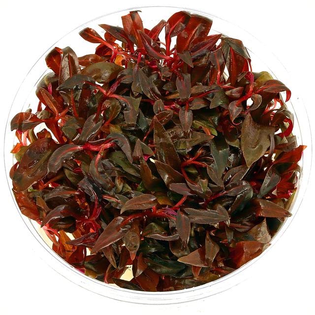 Tissue Culture Live Aquarium Plants | in Vitro Freshwater Aquatic Plants for Small Aquariums and Foreground (Alternanthera Reineckii) - style: Alternanthera Reineckii