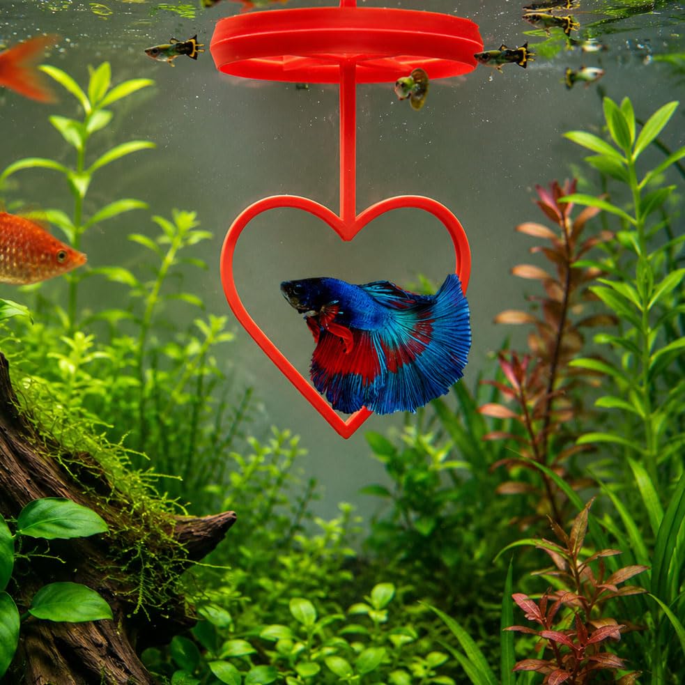Floating Heart Betta Training Ring, Heart Active Betta Training Ring, Floating Feeder, Enrichment Toys for Aquarium Decor, Pink, 3.8in x 3.7in (Red, Single) - color: Red, size: Single