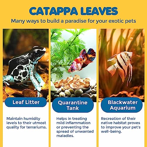 SunGrow 50 Pcs Mini Catappa Indian Almond Leaves for Betta Fish Aquarium, Shrimp, Frogs, Improves Habitat, Gives Tea Color, Helps in Lowering Aquarium Water pH, Improves Immunity