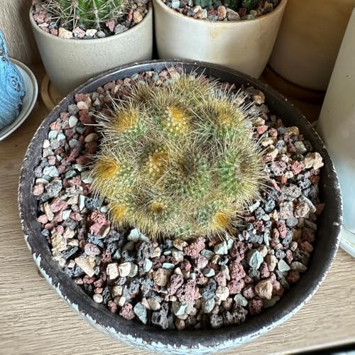 YISZM Succulent Cactus Soil Potting Mix Horticultural Lava Rocks Bonsai Soil for Indoor Plants Drainage Volcanic Rock for Terrarium Gardening Top Dressing 10lb - color: Multi, size: 10 Pounds