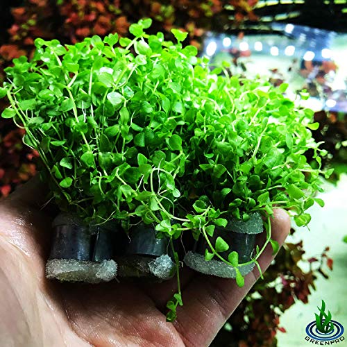 Micranthemum Monte Carlo 3-Bunch Freshwater Live Aquarium Plants Carpet Tank Decoration