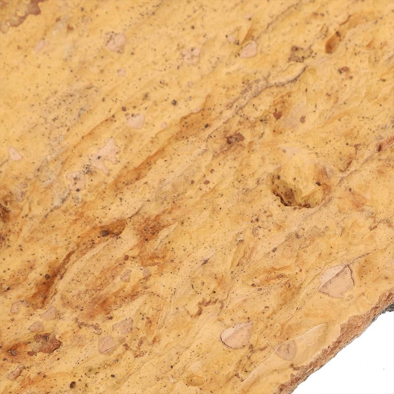 Toddmomy 2-Pack Reptile Cork Bark Aquarium Decor 7.87X3.93 Inch Natural Oak Bark Background for Terrarium Climbing Habitat Accessories for Lizard Gecko Bearded Dragon