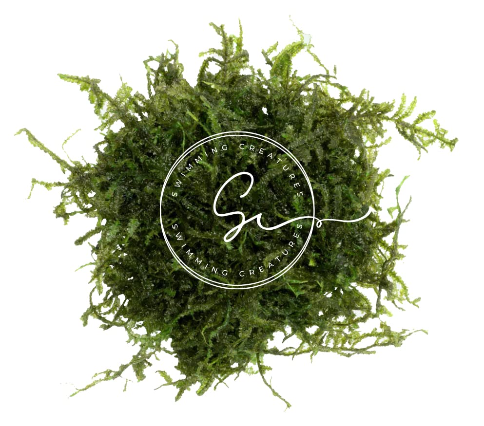 Swimming Creatures™ Live Aquarium Plants (Christmas Moss (25sq inch Portion)) - color: Christmas Moss (25sq inch Portion)