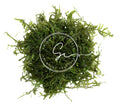 Swimming Creatures™ Live Aquarium Plants (Christmas Moss (25sq inch Portion)) - color: Christmas Moss (25sq inch Portion)