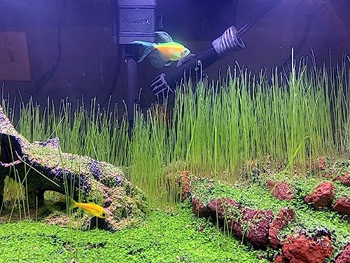 3 Bags Aquarium Plant S.e.e.d set, not aritifical plastic, Fresh Water Grass for Fish Tank zmml4