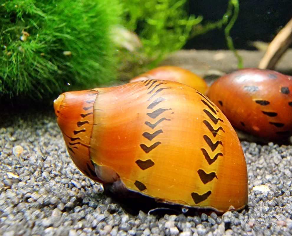 1 Tiger Nerite Snail – Great Addition to Any Freshwater Tank! Active Algae Eater/Scraper! Consumer of Bottom Debris and uneaten Fish Food! Perfect Tank Mate for Betta, Guppies, barbs etc. BUY2GET1