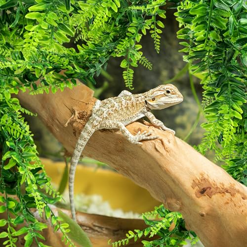 2 Pack Reptile Plants Terrarium Hanging Plant Artificial Leaves Reptile Hide with Suction Cup, Reptile Tank Accessories for Bearded Dragon Lizard Snake Geckos Chameleon